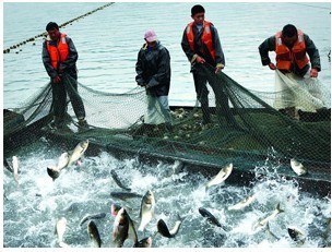 鲜活水产品_南浔菱湖继成鱼种场-淘金地