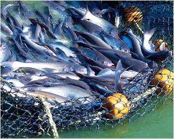 最新修订的密西西比鲶鱼市场营销法令从本周开始生效_水产快讯(国际水产)_中国水产养殖网